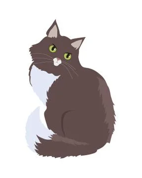Siberian Cat Vector Flat Design Illustration 스톡 일러스트