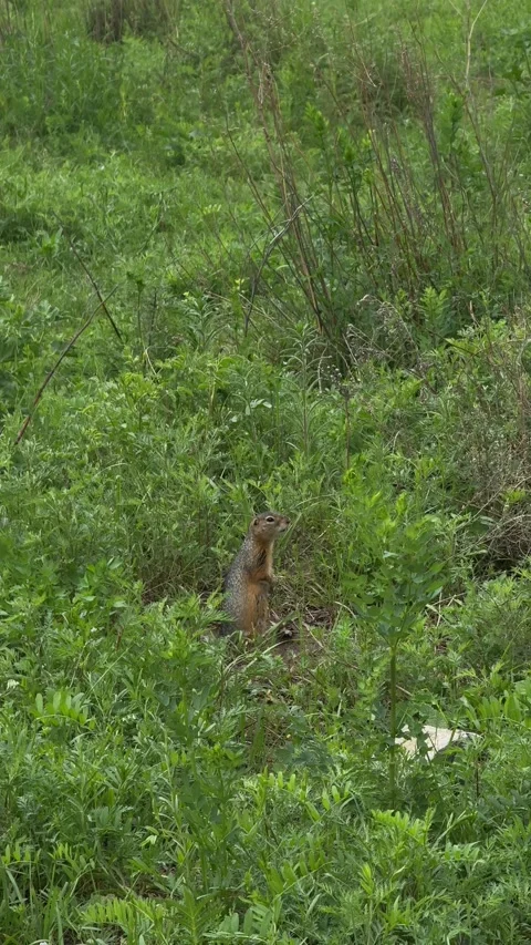 Siberian Chipmunk in Altai Grass Stock-Footage 337464997