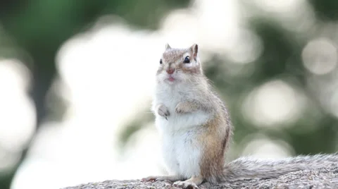 Siberian Chipmunk Stock-Footage 29938694