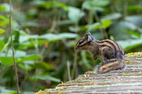 Siberian chipmunk pausing on a mossy log 스톡 사진