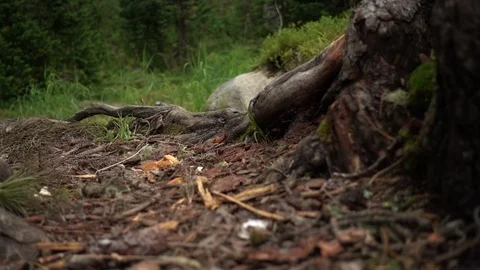 Siberian Chipmunks in forest. Stock Footage 89661639