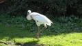 Siberian Crane close up in sunny green garden habitat 4k or 4k+ Resolution