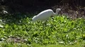 Siberian Crane close up in sunny green garden habitat 4k or 4k+ Resolution