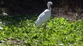 Siberian Crane close up in sunny green garden habitat 4k or 4k+ Resolution
