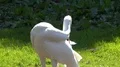 Siberian Crane close up in sunny green garden habitat 4k or 4k+ Resolution