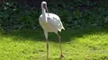 Siberian Crane close up in sunny green garden habitat 4k or 4k+ Resolution