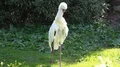 Siberian Crane close up in sunny green garden habitat 4k or 4k+ Resolution