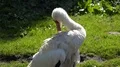 Siberian Crane close up in sunny green garden habitat 4k or 4k+ Resolution