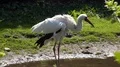 Siberian Crane close up in sunny green garden habitat 4k or 4k+ Resolution