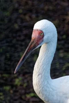 Siberian crane Stock-Fotos
