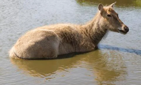 Siberian deer Foto stock