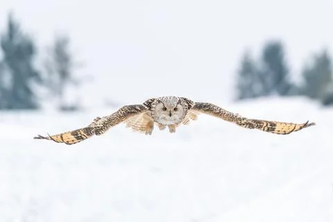 Siberian Eagle Owl in the air with a spread wings. Frontal shot of owl in flight Stock Photos