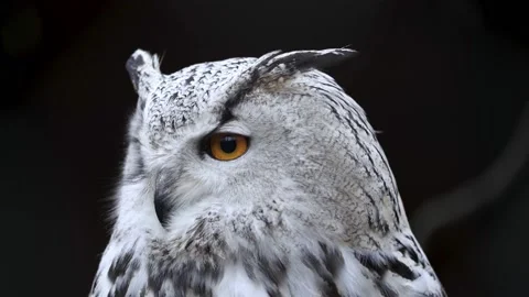 Siberian Eagle Owl on black background, Bubo bubo sibiricus. Stock Footage 160431796