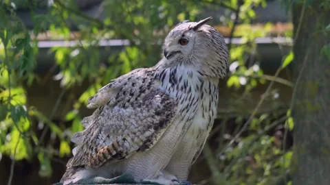 Siberian eagle owl (Bubo bubo sibiricus) Video stock 244228198