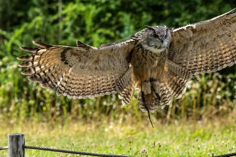 Siberian eagle owl, bubo bubo sibiricus. The biggest owl in the world Stock Photos