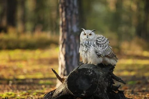 Siberian Eagle Owl, Bubo bubo sibiricus, sitting in the autumn forest. Autumn Stockfoto's