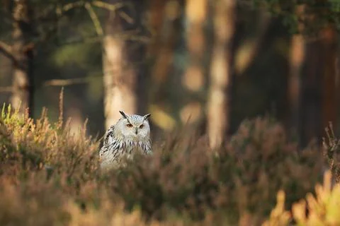 Siberian Eagle Owl, Bubo bubo sibiricus, sitting in the autumn forest. Autumn Stockfoto's