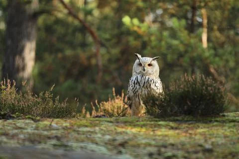Siberian Eagle Owl, Bubo bubo sibiricus, sitting in the autumn forest. Autumn Stockfoto's