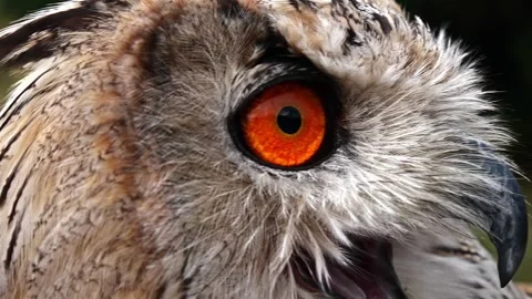 Siberian Eagle Owl Extreme Close-Up – 4K Vibrant Orange Eyes 動画素材 320170550