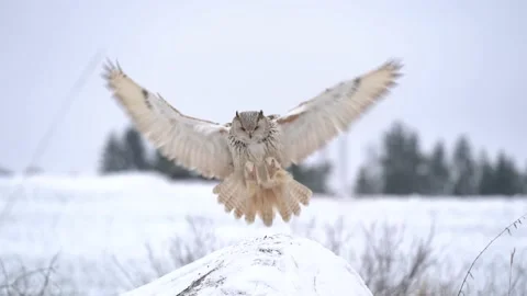 Siberian Eagle Owl flying from background to foreground and landing down to rock Stock Footage 232840732
