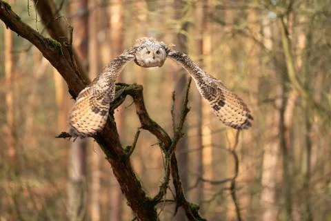 Siberian eagle owl from front flying in the forest 库存照片