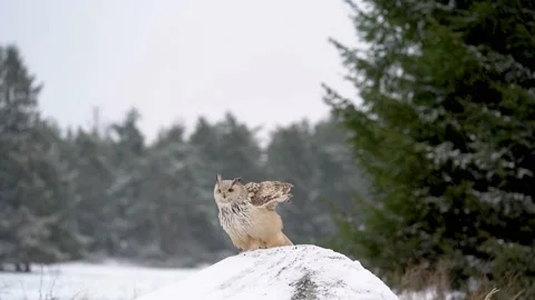 Siberian Eagle Owl landing down to rock with snow in slow motion. Landing touch Stock Footage 232840668