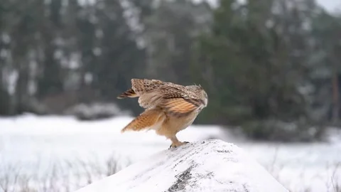 Siberian Eagle Owl landing down to rock with snow in slow motion. Landing touch Stock Footage 248178163