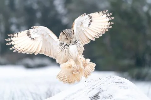 Siberian Eagle Owl landing down to rock with forest in the background. Landing Stock Photos