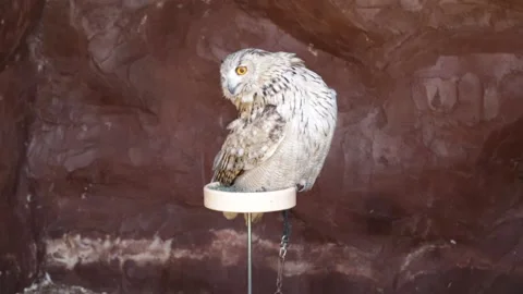 Siberian eagle owl, or bubo bubo sibiricus Stock Footage 143464264