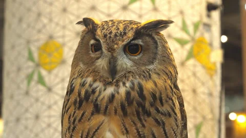 Siberian Eagle Owl standing on a log is on display in the mall. Stock Footage 337881668