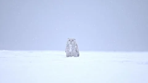 Siberian Eagle Owl takeoff in dense snow, minimal white-grey close-up. Stock Footage 328991777