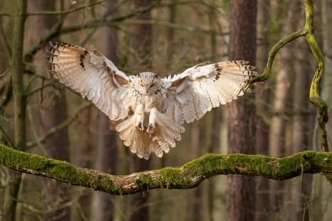 Siberian eagle owl touch down to the tree branch. Stock Photos