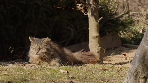 Siberian female cat lying down on the ground Stock Footage 176218201