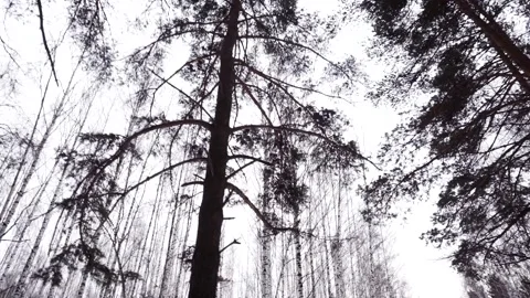 Siberian forest with black depressive tree. Footage. Slowmotion. Old trees in Stock Footage 133811929
