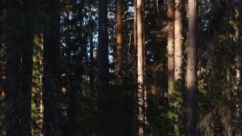 Siberian forest during the spring. Stock-Footage 269227775