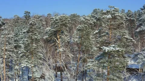 Siberian forest. Pine trees in the snow. Stock Footage 158716617