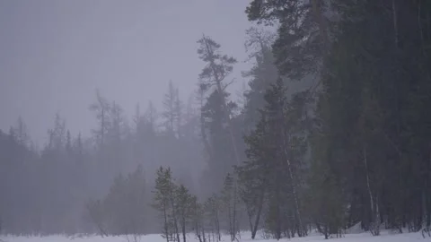 Siberian forest in the spring. Stock Footage 269227831