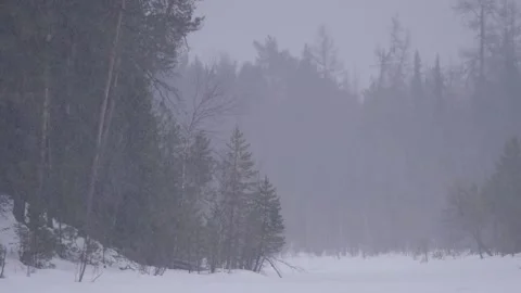 Siberian forest spring. Snowfall Video stock 269227835