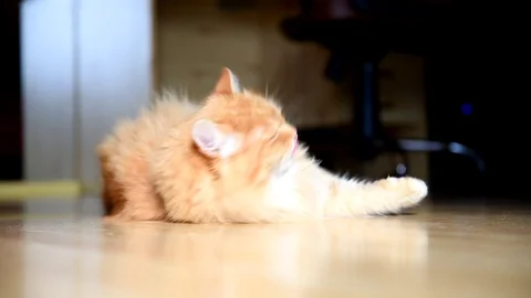 Siberian ginger cat cleans itself in the room. Stock Footage 86472503