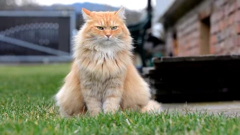 Siberian ginger cat in the garden. Stock Footage 73762230