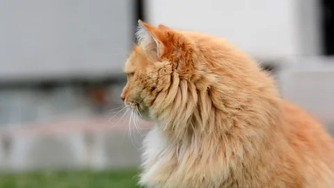 Siberian ginger cat in the garden. Stock Footage 73762239