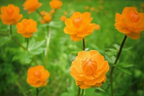 Siberian globeflower Foto stock