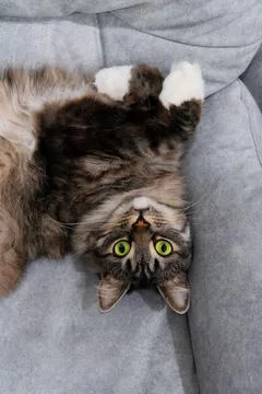 Siberian gray cat lying on the sofa Stock Photos