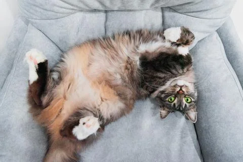 Siberian gray cat lying on the sofa Stock Photos