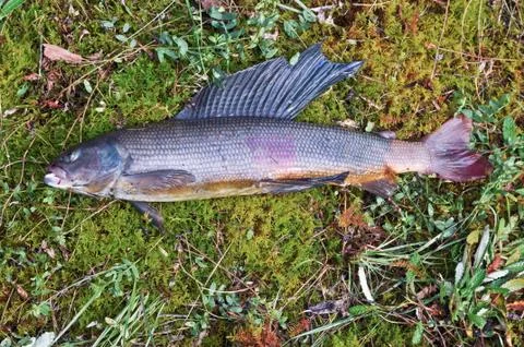 Siberian grayling. Stock-Fotos
