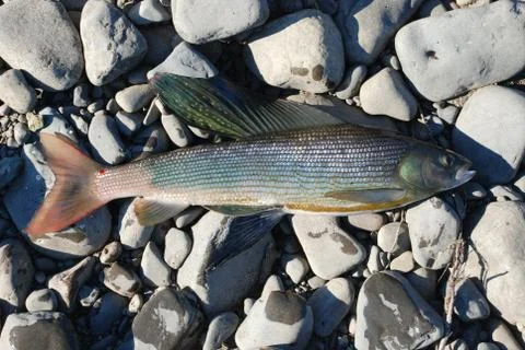 Siberian grayling Stock Photos