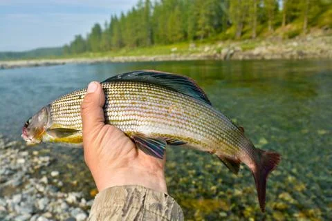 Siberian grayling. Stock Photos