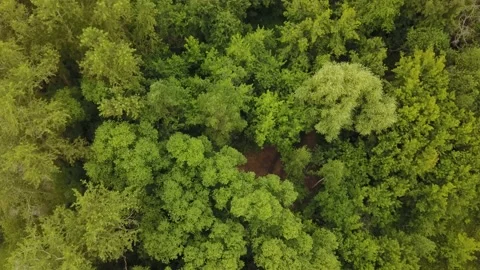 Siberian green forest from copter Stock Footage 136433176