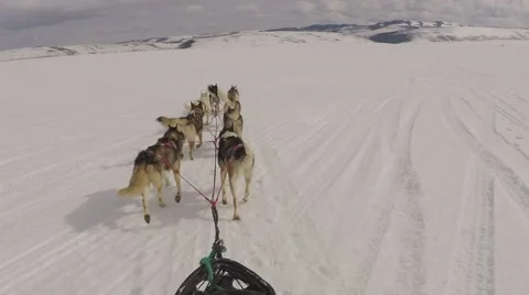 Siberian huskies pulling the sledge on snow Stock Footage 67554164