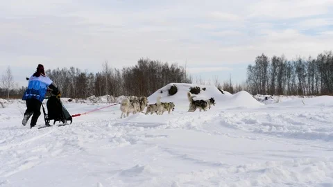 Siberian Huskies in race competitions Stock Footage 103665528